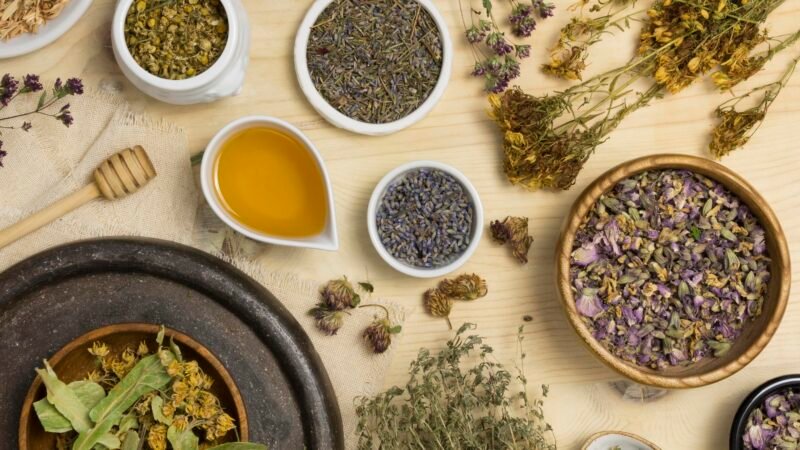 A Importância das Plantas em Nossas Vidas